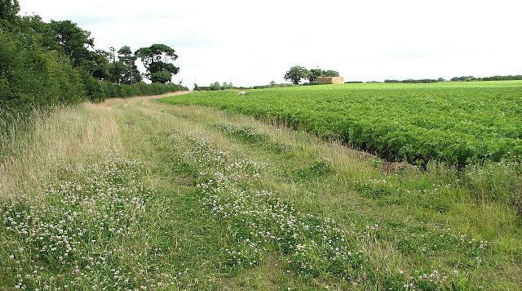 A field margin. White clover grows on the uncultivated strip that separates the potato field beside Church Lane > 879011 from the hedge; the view is easterly.