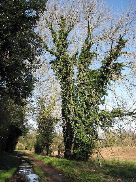 Ivy-clad trees Lining public footpath to Largate.