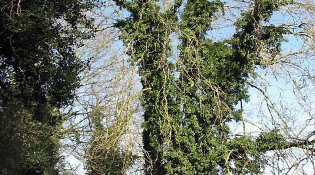 Ivy-clad trees Lining public footpath to Largate.