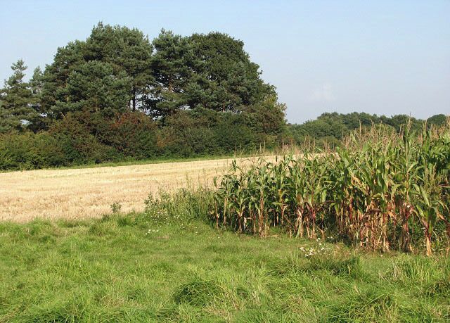 Maize and cereal fields. The narrow strips of maize are planted to provide food and shelter for the game birds (partridges and pheasants) in the area and feeders have been placed along the field edges at regular intervals > 982902.