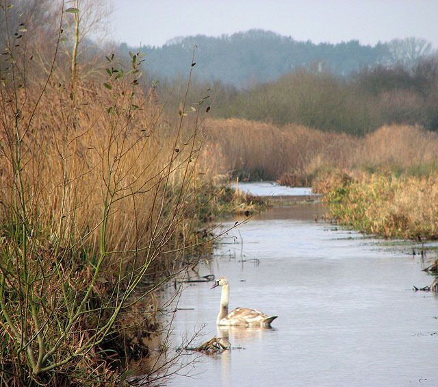 Young swan in Church Marsh Nature Reserve. The cygnets encountered here during the summer months, guarded by their parents, are on their own now. They are fully grown but still retain the brown plumage characteristic of semi-adult birds.