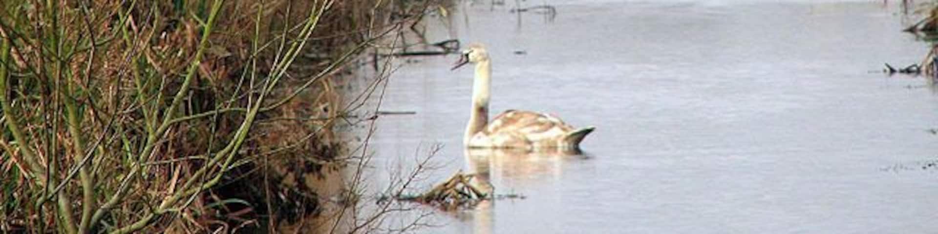 A river with a duck swimming, surrounded by tall grasses and trees.