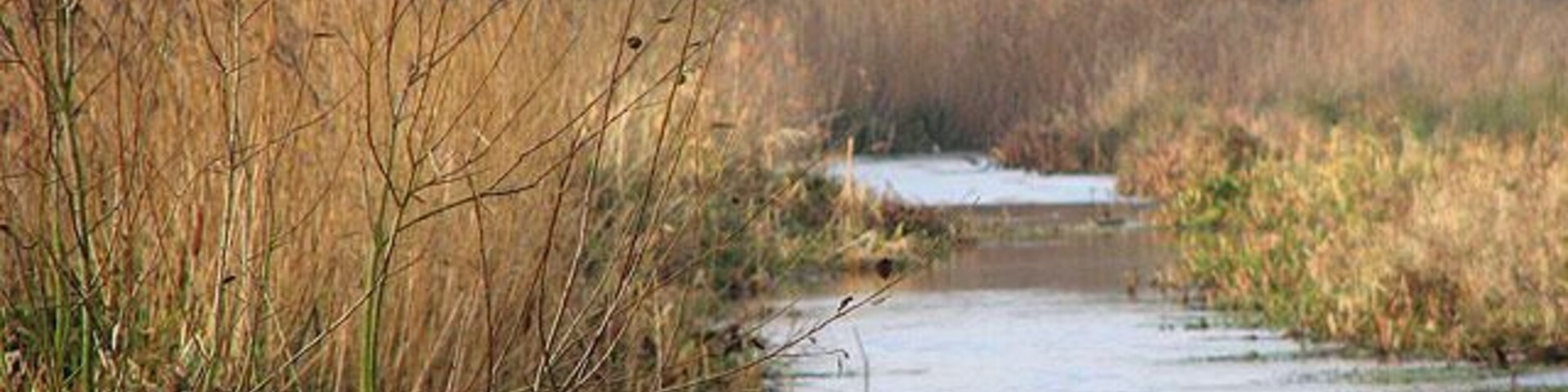 Un río con un pato nadando, rodeado de altas hierbas y árboles.