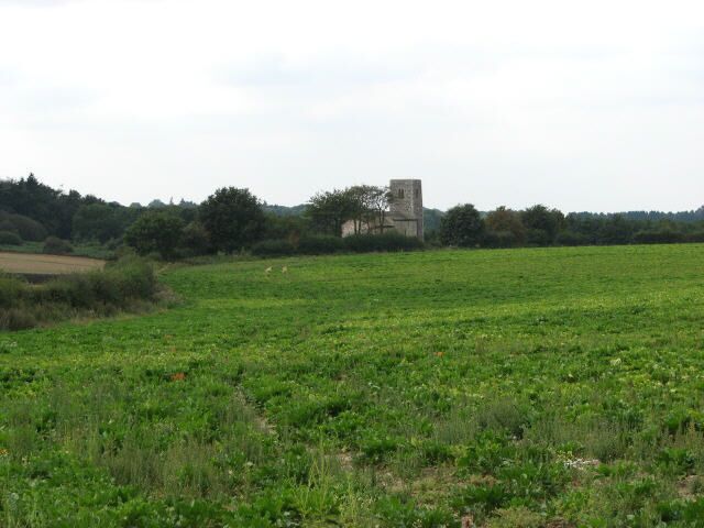 View across sugar beet crop All Saints Church, Rackheath, can be seen in the distance.