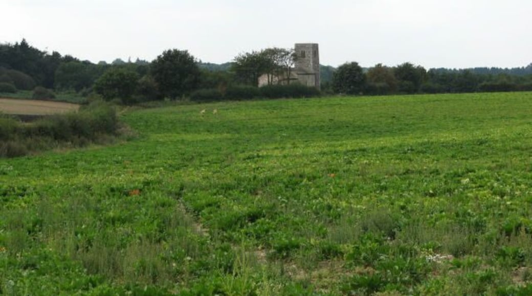 View across sugar beet crop All Saints Church, Rackheath, can be seen in the distance.