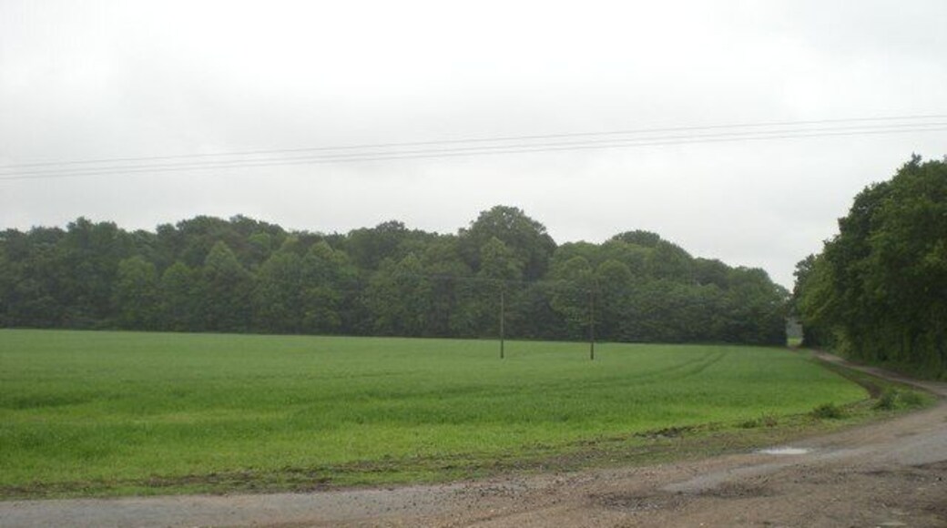 Eleven Acre Plantation, Salhouse