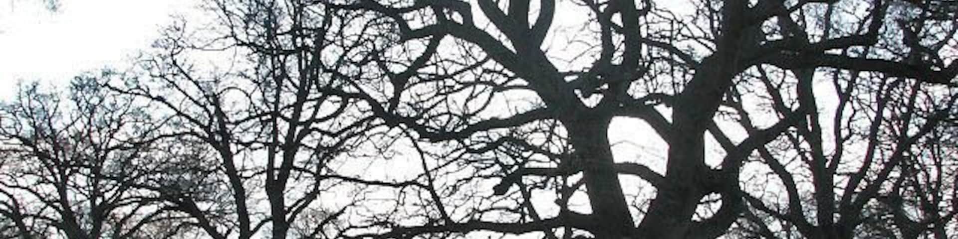 Pasture with ancient trees. On Dudwick estate. In 1198 the Dudwick estate was owned by Lord de Dudwik, who had the right, given to him by the King, to hang criminals; the gallows stood in the field beside Sandy Lane > 728068. Dudwick park was once populated by a herd of red deer, believed to be the oldest herd in Norfolk. The animals escaped during WWII and now populate the Marsham woods. In the 18th century the estate was owned by members of the Wright/Sewell families who lived in Buxton for many generations. Mary Wright, a sister of John Wright of (old) Dudwick House, was a famous author of children's books and her daughter Anna (1820-1878) became famous by writing Black Beauty > 667394 - 597716. http://www.buxton-norfolk.co.uk/h_houses.htm