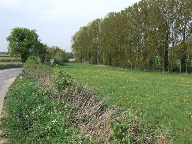 Poplars on the River Bank Near Ringland Hills