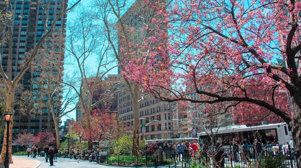The Flatiron Building seen through emerging spring foliage and blossoms in Madison Square Park, New York. The triangular-shaped building, designed by Daniel Burnham, one of the early masters of skyscraper form, was the subject of some controversy when it was finished in 1902. Many people expected that its thin edge and height would cause it to topple over. As you can see, it has remained upright for 113 years.