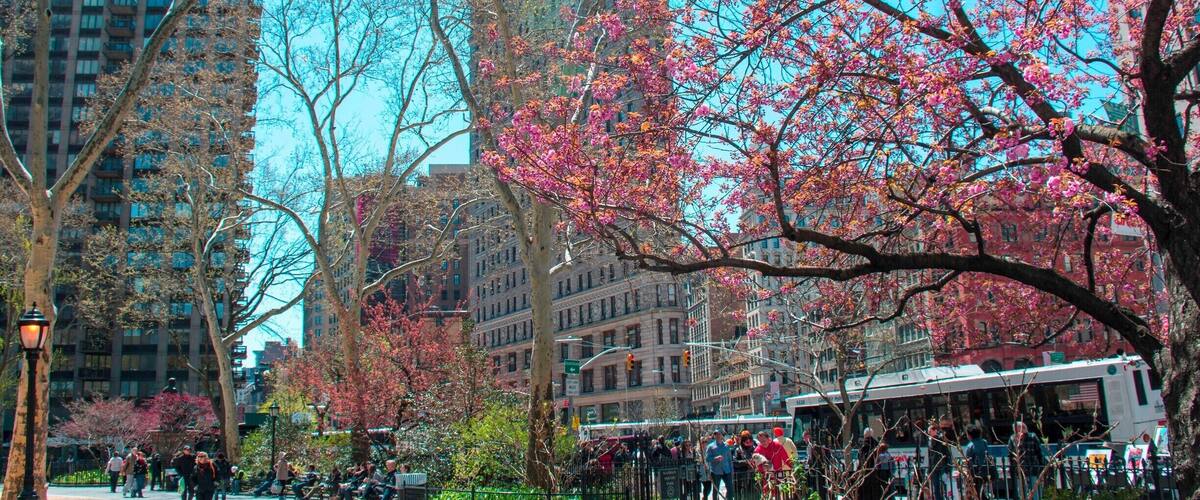 The Flatiron Building seen through emerging spring foliage and blossoms in Madison Square Park, New York. The triangular-shaped building, designed by Daniel Burnham, one of the early masters of skyscraper form, was the subject of some controversy when it was finished in 1902. Many people expected that its thin edge and height would cause it to topple over. As you can see, it has remained upright for 113 years.