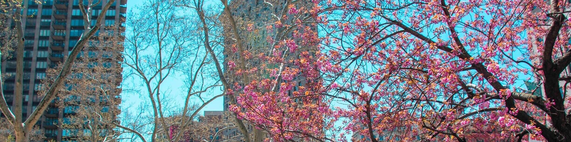 The Flatiron Building seen through emerging spring foliage and blossoms in Madison Square Park, New York. The triangular-shaped building, designed by Daniel Burnham, one of the early masters of skyscraper form, was the subject of some controversy when it was finished in 1902. Many people expected that its thin edge and height would cause it to topple over. As you can see, it has remained upright for 113 years.
