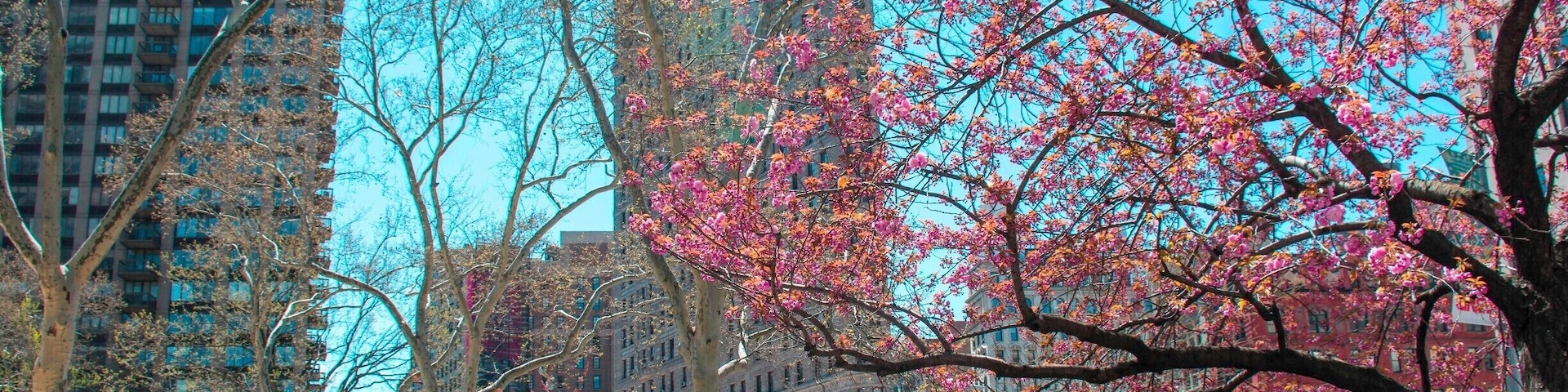 The Flatiron Building seen through emerging spring foliage and blossoms in Madison Square Park, New York. The triangular-shaped building, designed by Daniel Burnham, one of the early masters of skyscraper form, was the subject of some controversy when it was finished in 1902. Many people expected that its thin edge and height would cause it to topple over. As you can see, it has remained upright for 113 years.