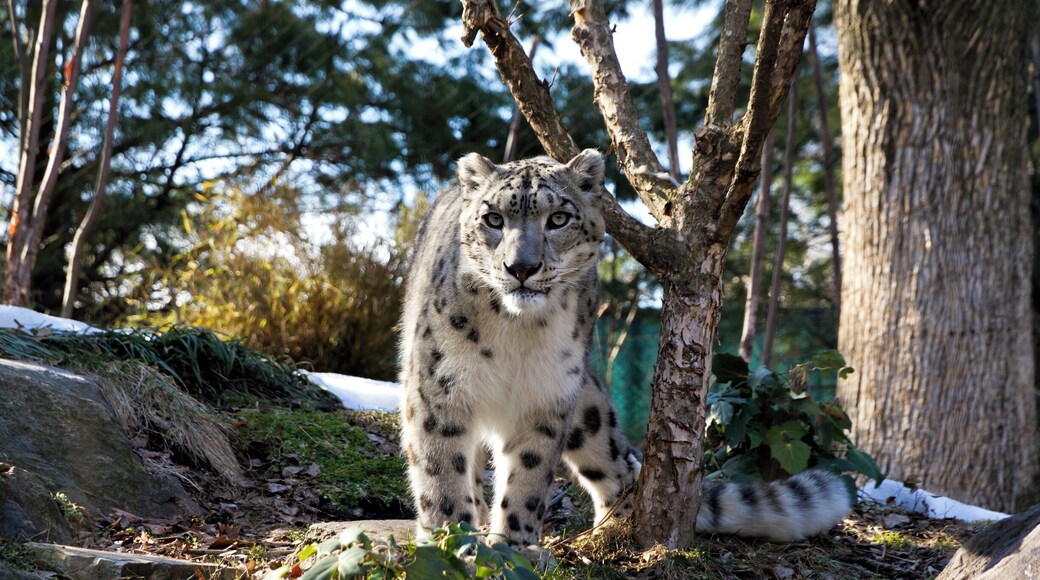 The Snow Leopard is my favourite of the big cats. I got lucky with this shot taken in Central Park Zoo.