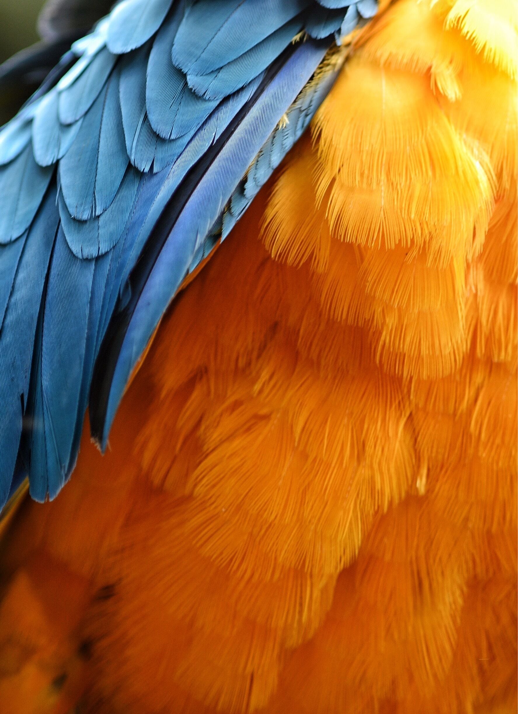 Blue and Gold Macaw. #blue #nature #birds #colorful #NikonD7100 #105mmMacro 