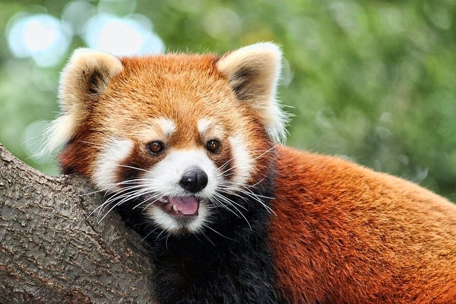 Red pandas have gone by many names over the years, including Firefox, red cat-bear, and bright panda. In fact, these bushy-tailed mammals are most closely related to raccoons and skunks.