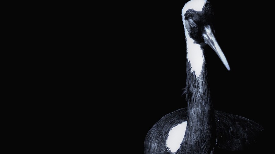 The crane was standing in front of the shadow of a big rock and the sun lit half the body. I realize that this will make a decent B&W photo. #birds #nature #animals #blackandwhite #I❤️NY #NikonD7100 #105mmMacro