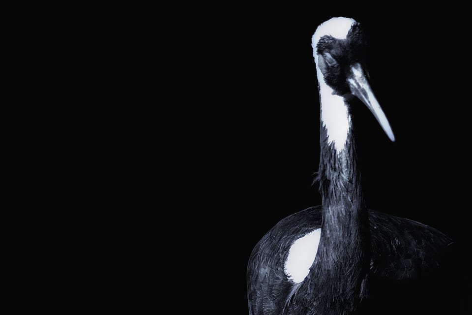 Ein schwarz-weißer Vogel mit langem Hals und spitzer Schnabel.