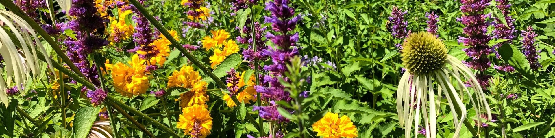 Brooklyn botanic garden is one of my favorite places in the whole city. You can forget you’re in the city that never sleeps and find peace amongst the blooms.