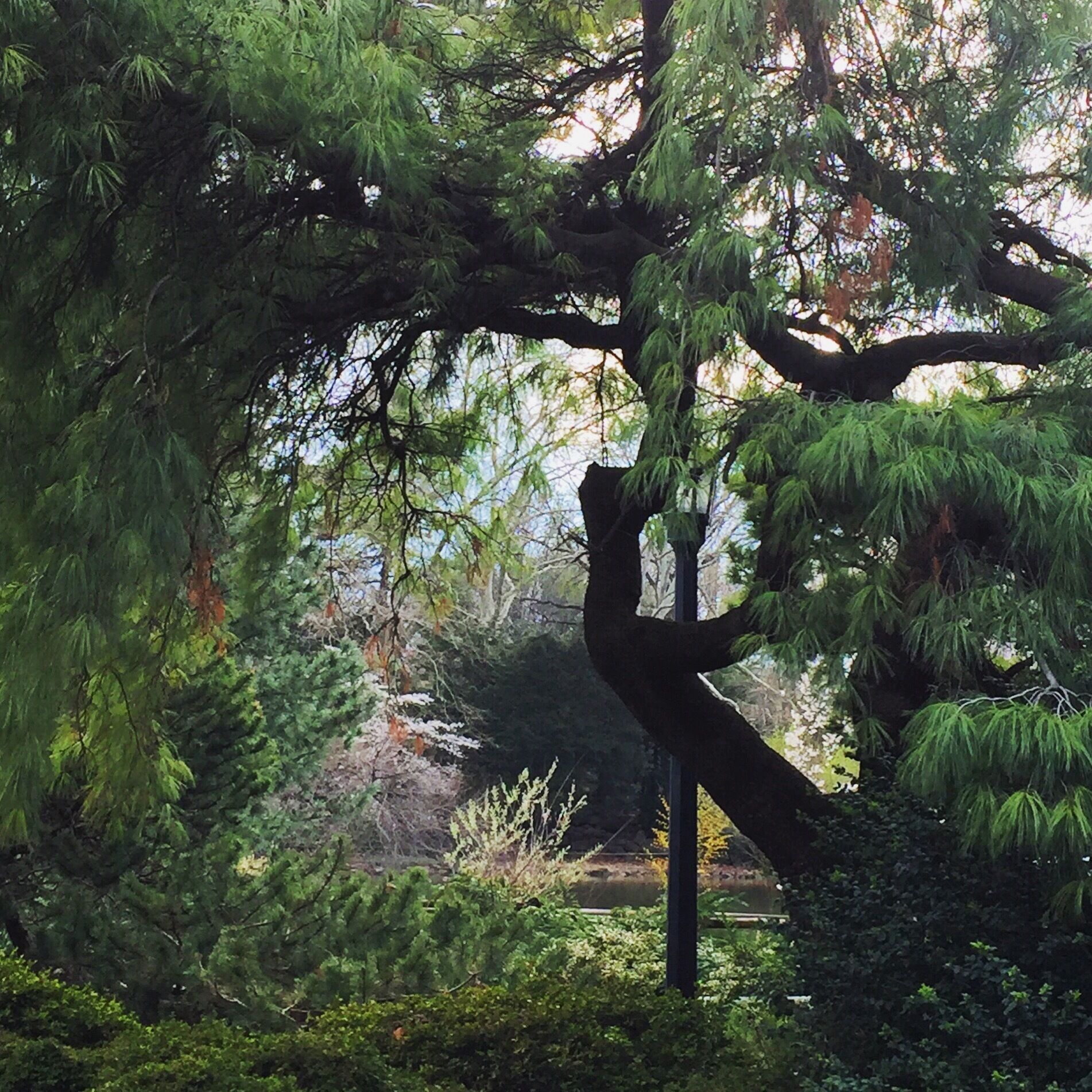 Peeking into the Japanese garden