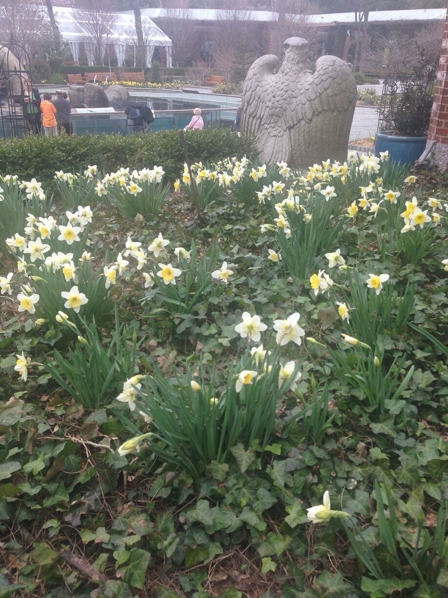 #Troveon. Central Park zoo sea lions lazing in the sun. Take in the zoo and be sure to visit the gift shop!
