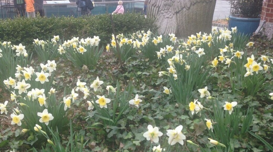 #Troveon. Central Park zoo sea lions lazing in the sun. Take in the zoo and be sure to visit the gift shop!