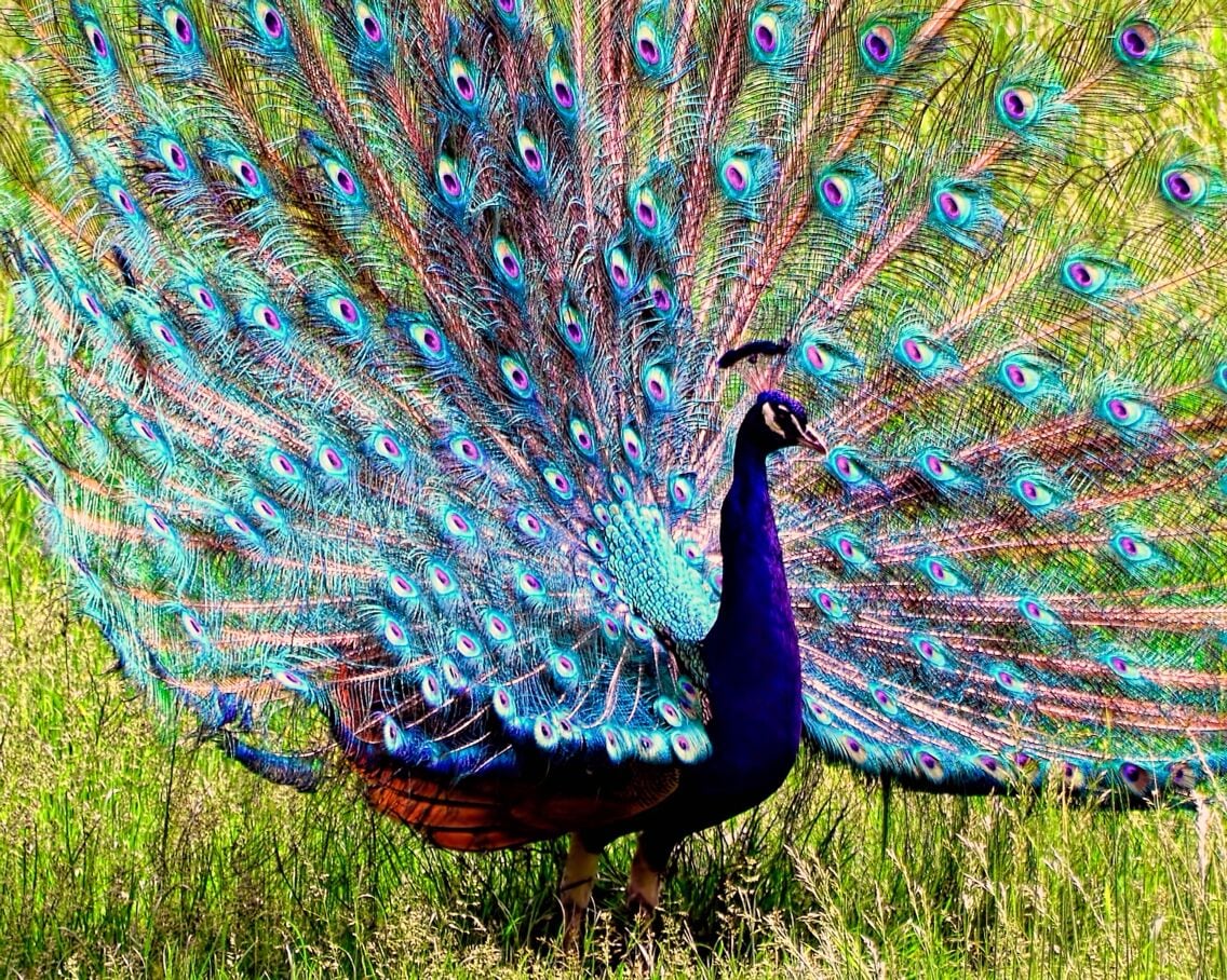 This is a photo of a peacock at the Bronx zoo. It's a wonderful place to spend the day.