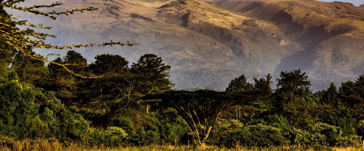 A mountain range with a prominent peak, surrounded by dense forest and rolling hills.
