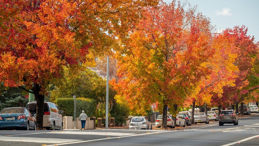 Een straat omzoomd door herfstbomen met levendige rode en oranje bladeren.