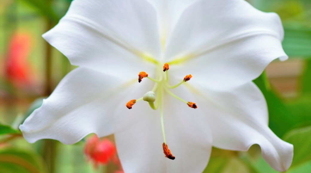 Flower in the green house!