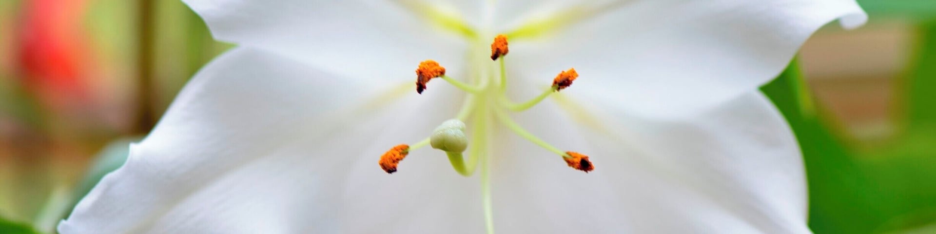 A white flower with yellow stamens and red-tipped anthers.