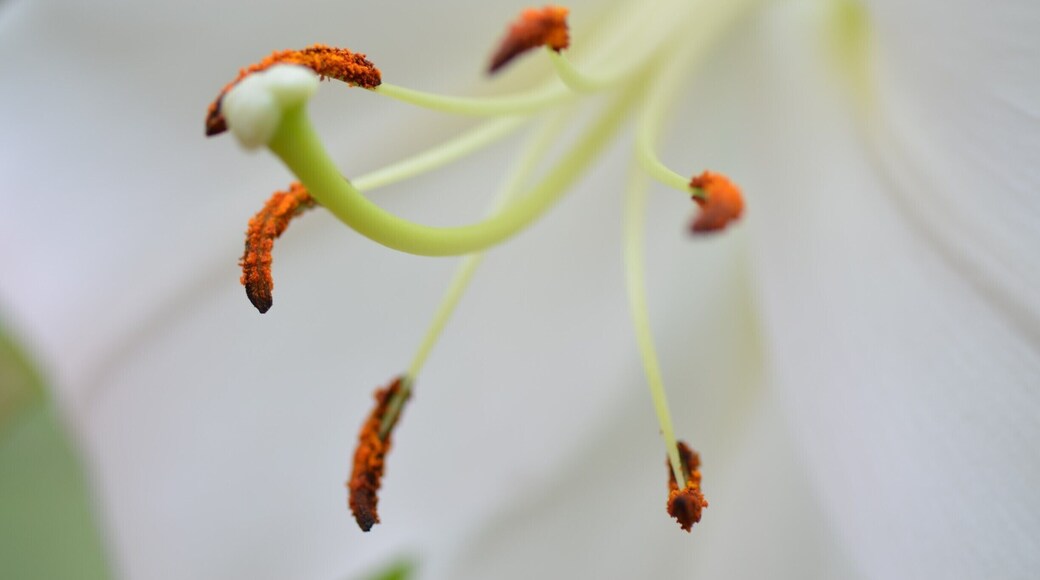 Every flower is grander than the King Solomon's clothes!