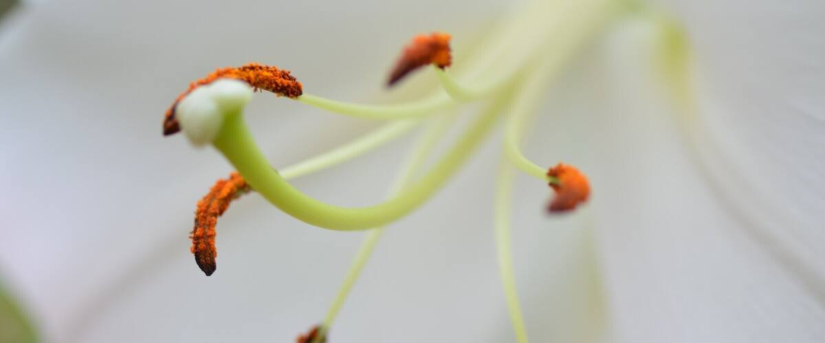 Every flower is grander than the King Solomon's clothes!