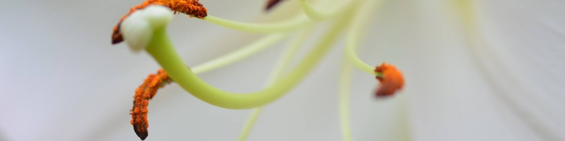 A close-up of a flower's stamen and pistil.