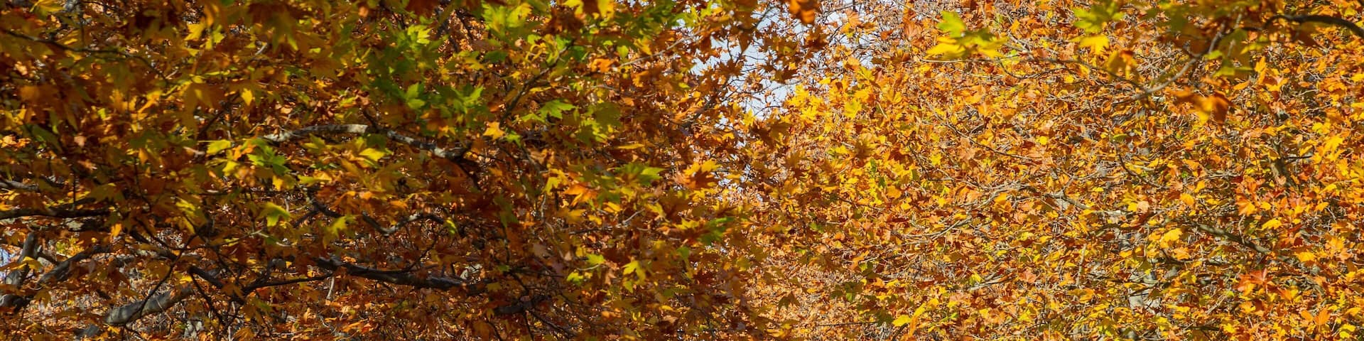 A tree-lined street with autumn foliage.