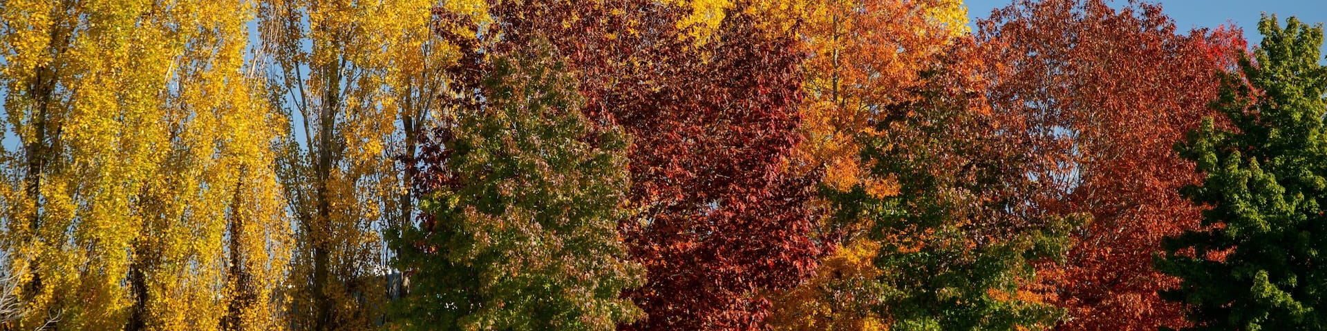 Orange which includes a garden and autumn leaves