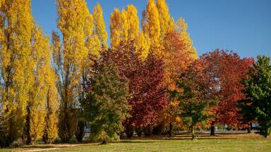 Orange which includes a garden and autumn leaves