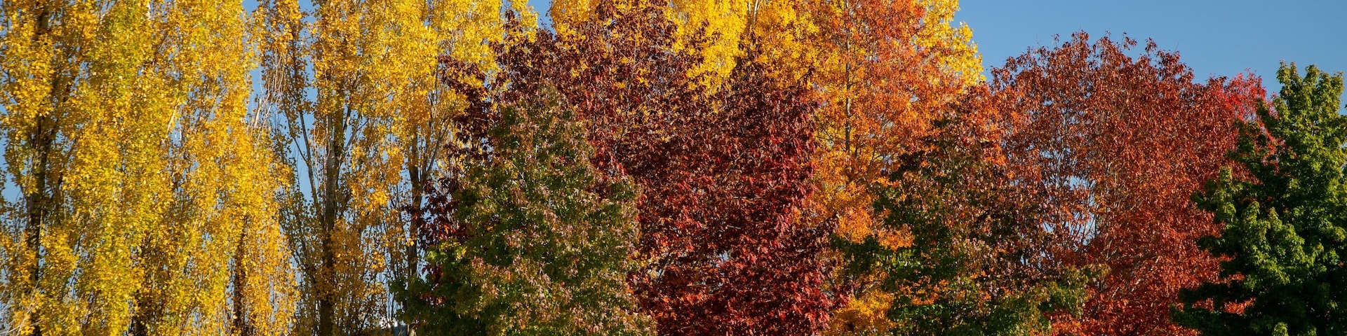 Orange which includes a garden and autumn leaves