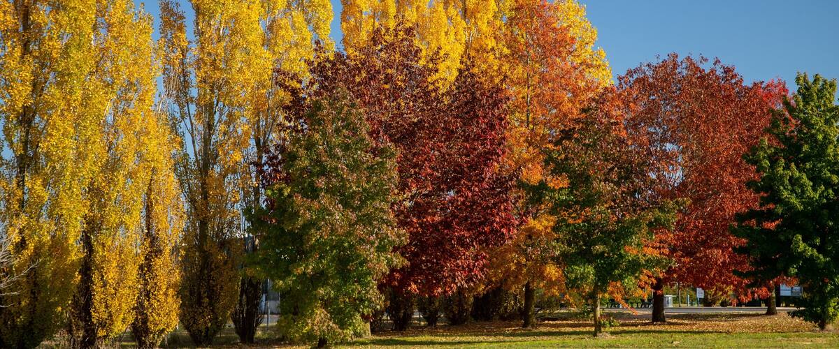A park with trees displaying autumn foliage in yellow, red, and green.