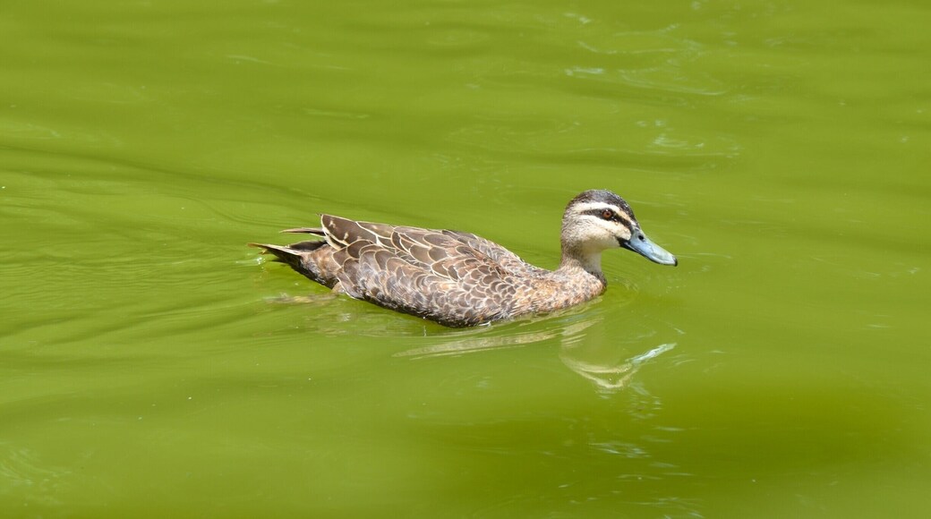 Wild duck swimming in the pond