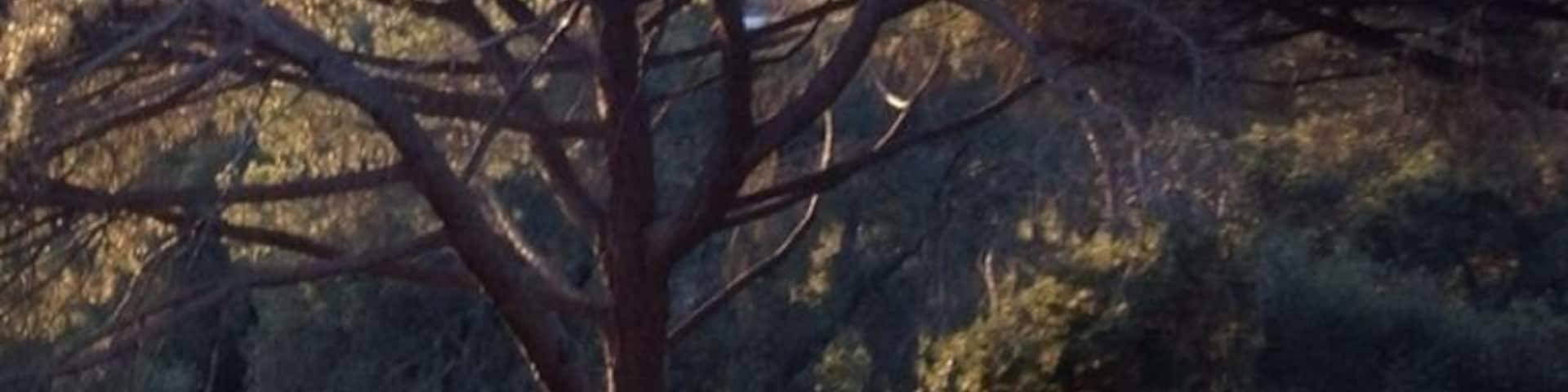 "I think that I shall never see, a poem as lovely as a tree." Joyce Kilmer. #Treetrove.