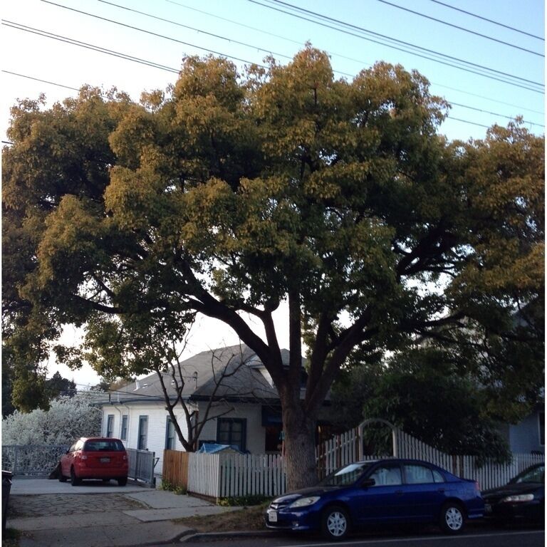 Tree People hold our stories...