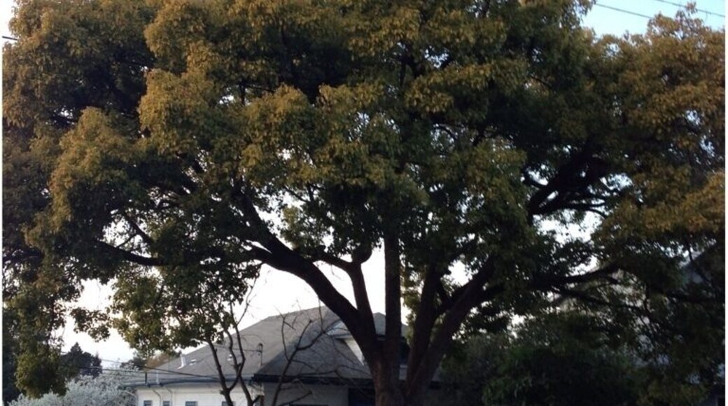 Tree People hold our stories...