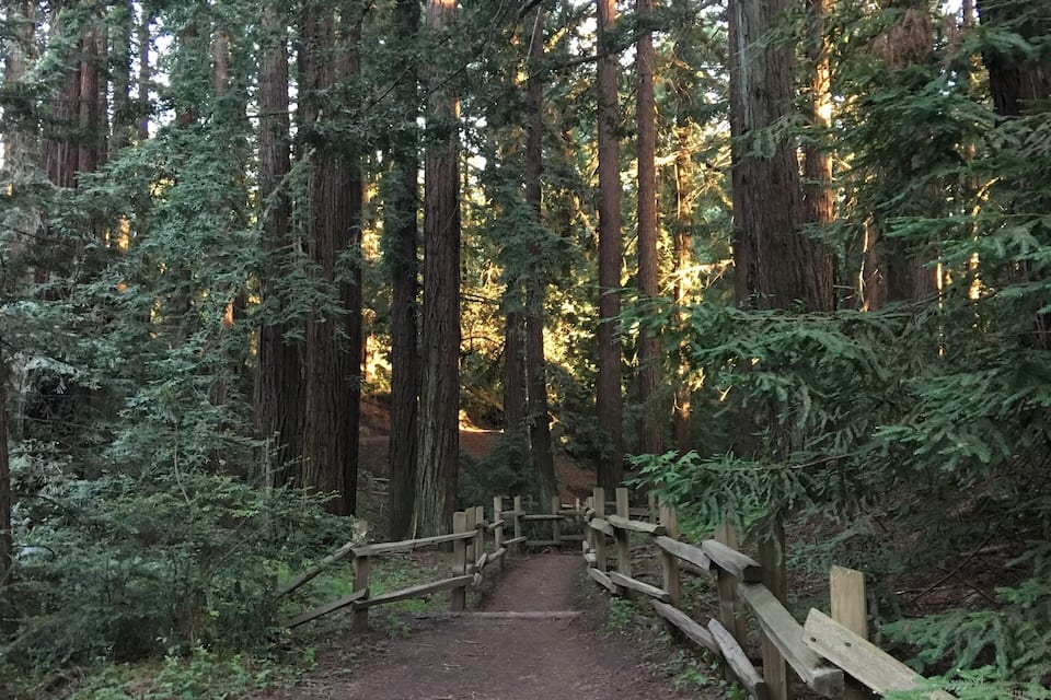 A forested trail with tall trees and a wooden fence.