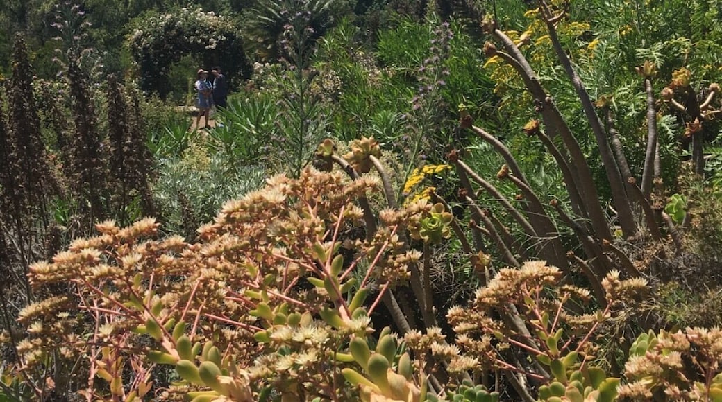 Beautiful afternoon in Berkeleys Botanical Garden.