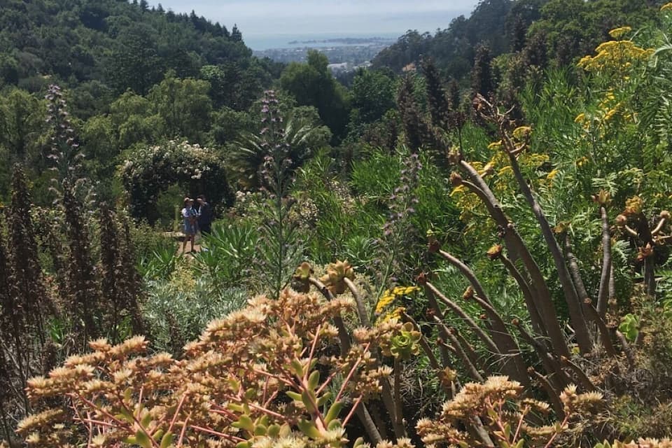 Un paisaje verde exuberante con vegetación densa y una vista distante de la silueta de un horizonte urbano.