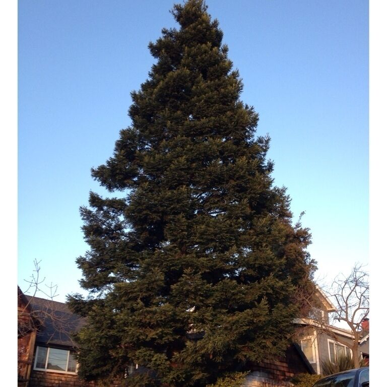 Trees are a wonderful thing. Walks around my neighborhood reveal who the guards are. They're majestic and elegant.  #Treetrove Challenge List