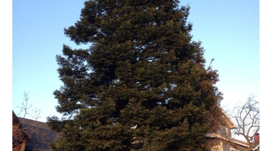 Trees are a wonderful thing. Walks around my neighborhood reveal who the guards are. They're majestic and elegant. #Treetrove Challenge List