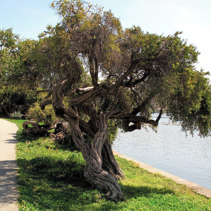There are so many exquisite trees alongside the lake's paths. Here's one of the gnarly ones. #treelove  #treetrove
