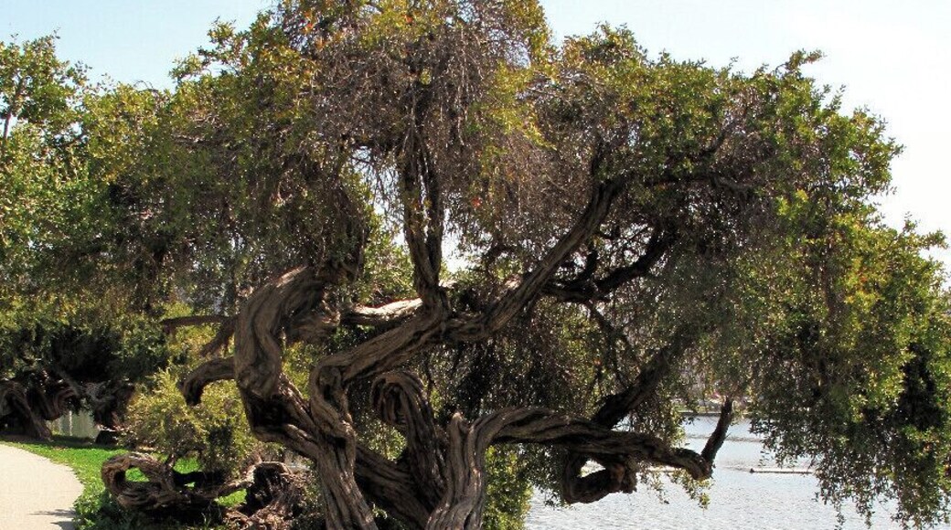 There are so many exquisite trees alongside the lake's paths. Here's one of the gnarly ones. #treelove #treetrove