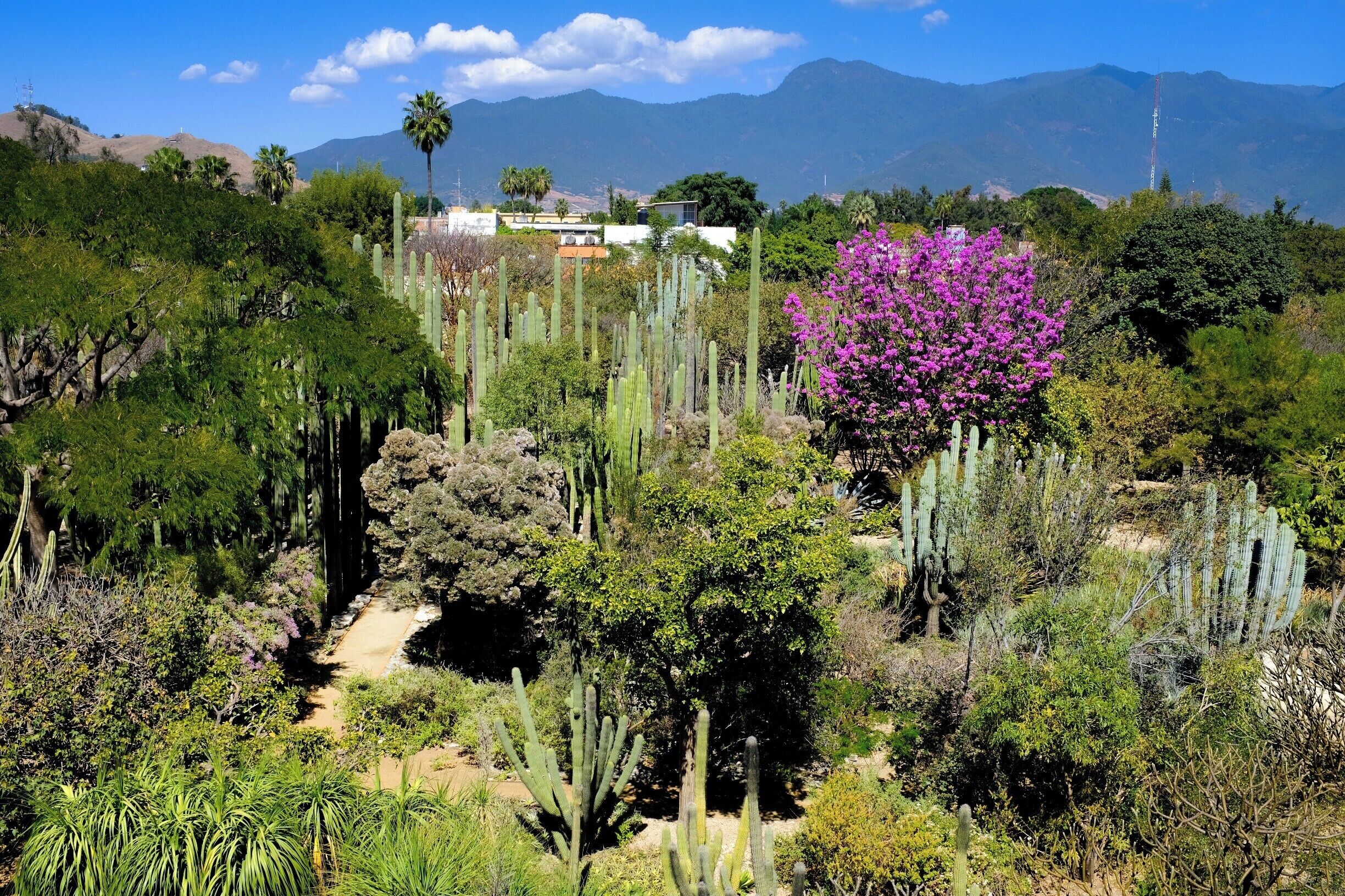 Oaxaca may be the most photogenic city to date! 

We snapped a sneak speak of the botanic gardens from the museum of culutre and the arts. 